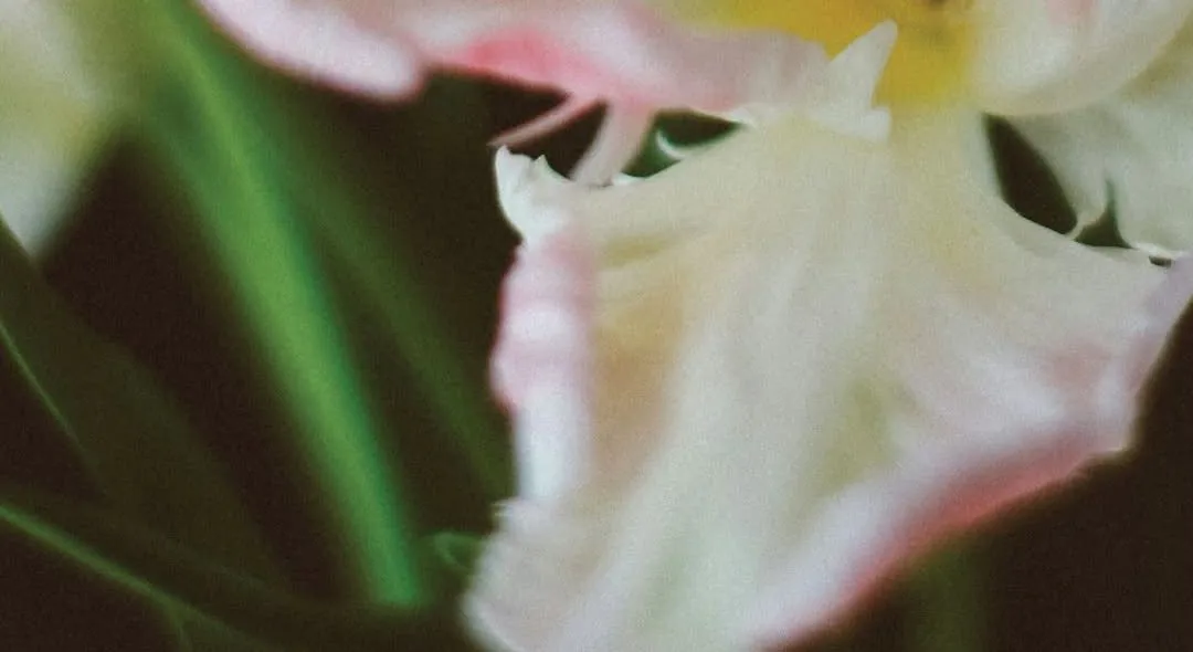 Gaišas tulpes tuvplānā